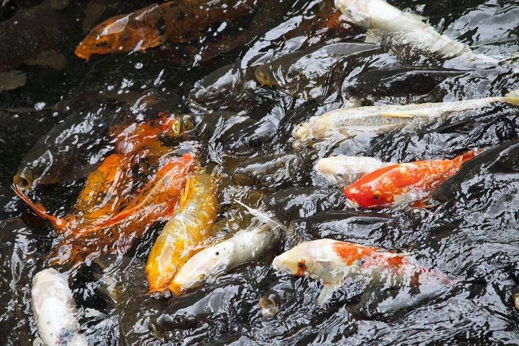 Flakes Food for Pond Fish